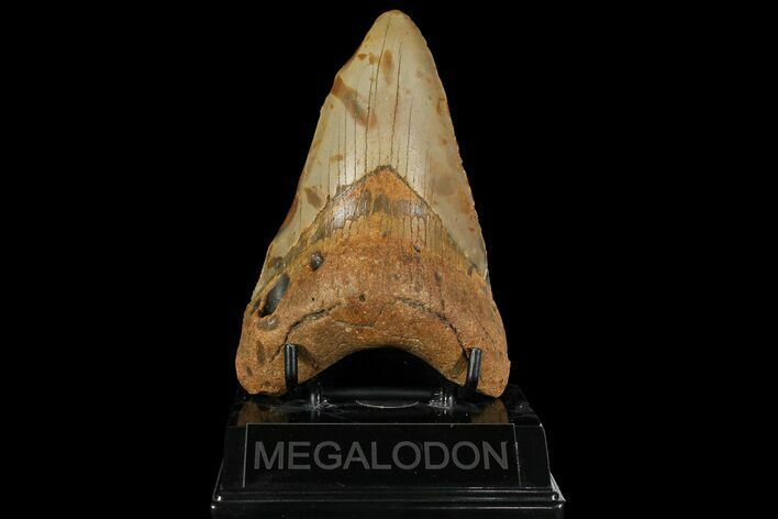Bargain, Fossil Megalodon Tooth - North Carolina #109796